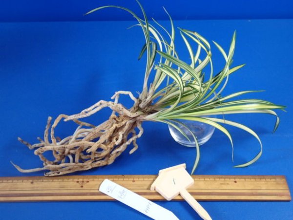 画像5: ＨＰ１　韓国春蘭　至極（しごく）上木　「お勧め品」（１１月掲載） (5)