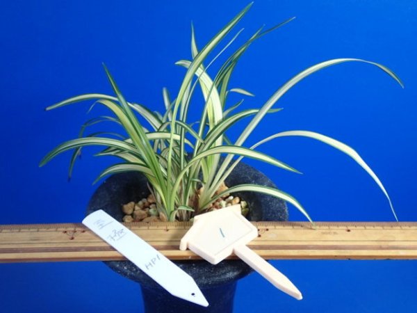 画像4: ＨＰ１　韓国春蘭　至極（しごく）上木　「お勧め品」（１１月掲載） (4)