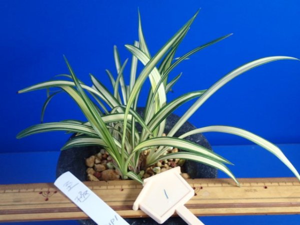 画像3: ＨＰ１　韓国春蘭　至極（しごく）上木　「お勧め品」（１１月掲載） (3)