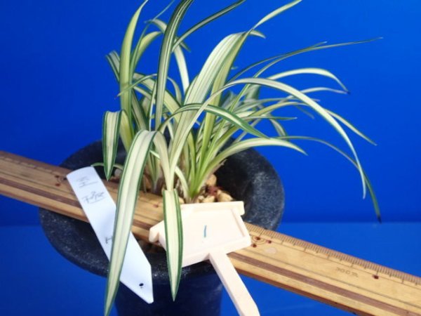 画像2: ＨＰ１　韓国春蘭　至極（しごく）上木　「お勧め品」（１１月掲載） (2)