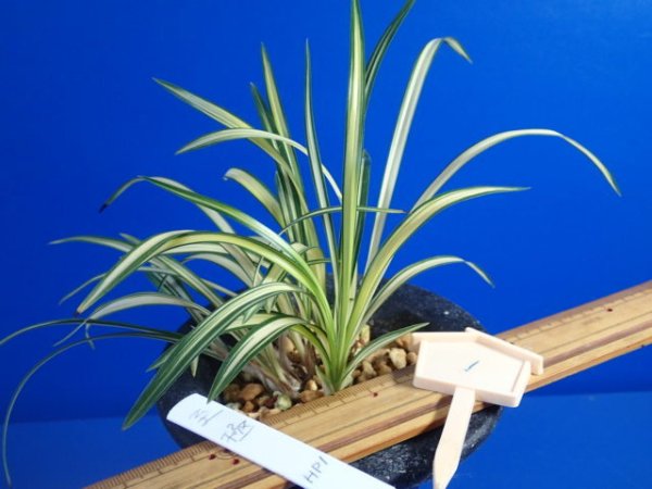 画像1: ＨＰ１　韓国春蘭　至極（しごく）上木　「お勧め品」（１１月掲載） (1)