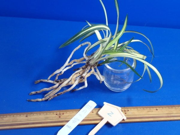 画像2: ＨＰ２　韓国春蘭（仮）観月の宴（かんげつのうたげ）中木（１１月掲載） (2)