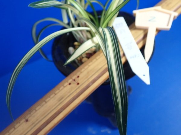 画像3: ＨＰ２　韓国春蘭（仮）観月の宴（かんげつのうたげ）中木（１１月掲載） (3)