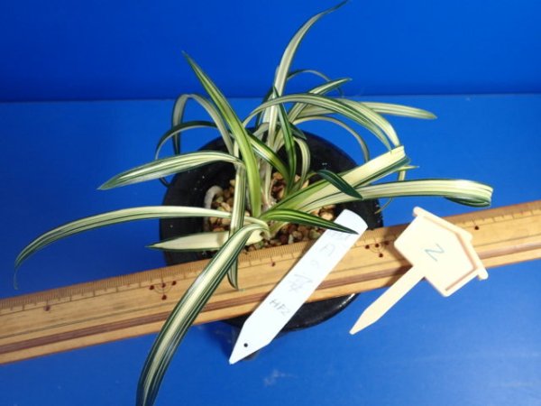 画像4: ＨＰ２　韓国春蘭（仮）観月の宴（かんげつのうたげ）中木（１１月掲載） (4)