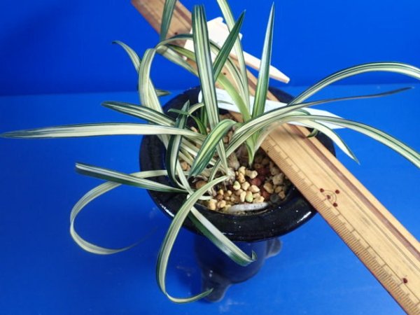 画像5: ＨＰ２　韓国春蘭（仮）観月の宴（かんげつのうたげ）中木（１１月掲載） (5)