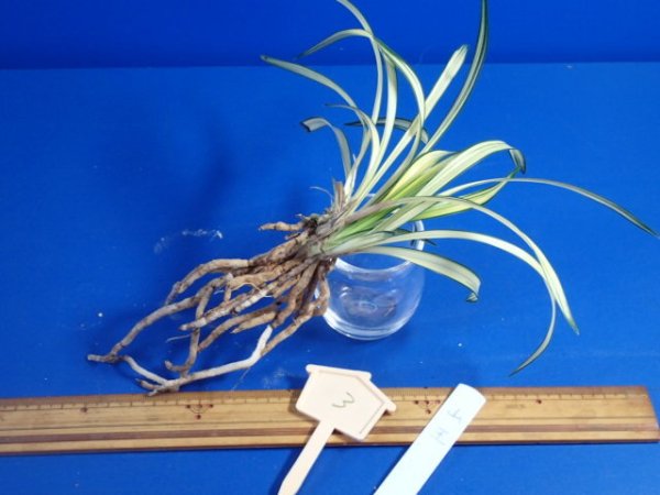 画像2: ＨＰ３　韓国春蘭　山王（さんのう）希少品種（１１月掲載） (2)