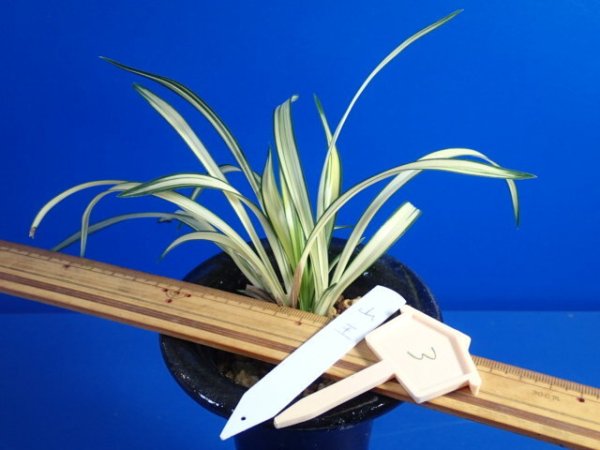 画像1: ＨＰ３　韓国春蘭　山王（さんのう）希少品種（１１月掲載） (1)