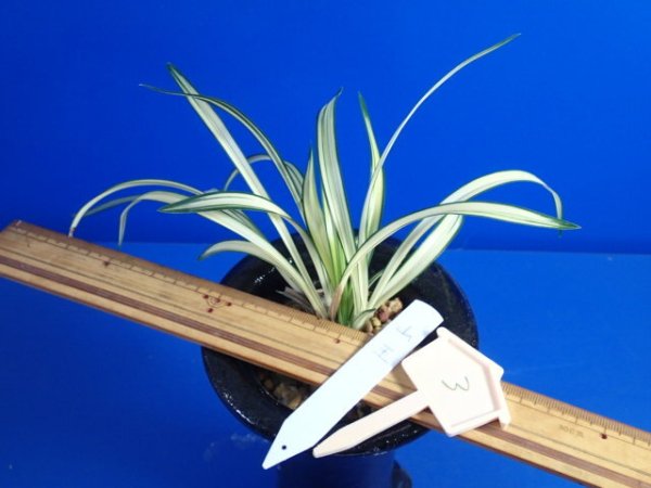 画像3: ＨＰ３　韓国春蘭　山王（さんのう）希少品種（１１月掲載） (3)