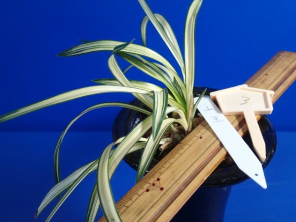 画像5: ＨＰ３　韓国春蘭　山王（さんのう）希少品種（１１月掲載） (5)