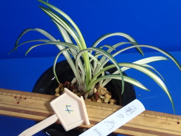 画像3: ＨＰ４　韓国春蘭　亀久寿（きくじゅ）中木「お勧め品」（２月掲載） (3)