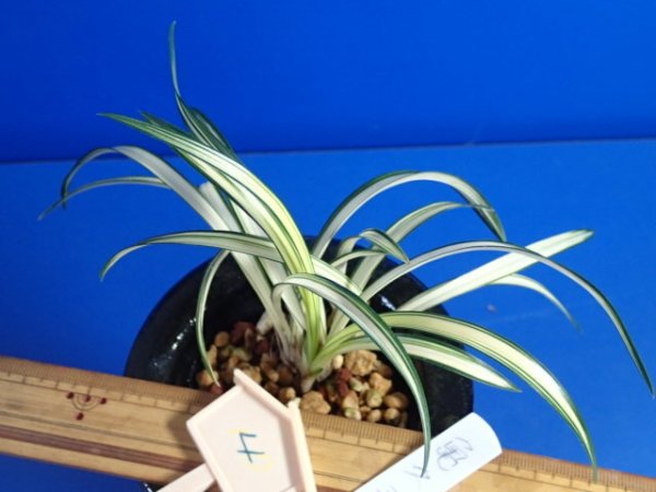 画像4: ＨＰ４　韓国春蘭　亀久寿（きくじゅ）中木「お勧め品」（２月掲載） (4)