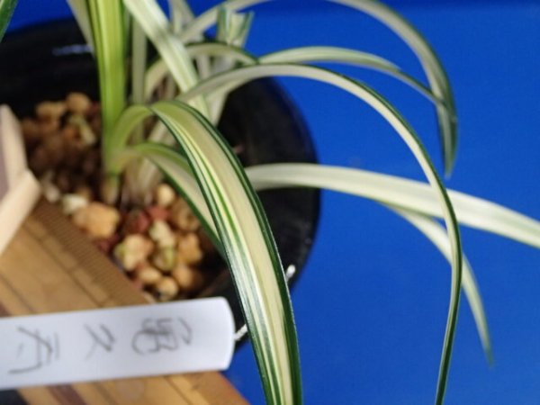 画像5: ＨＰ４　韓国春蘭　亀久寿（きくじゅ）中木「お勧め品」（２月掲載） (5)