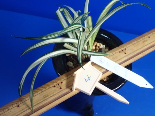 画像1: ＨＰ４　韓国春蘭　亀久寿（きくじゅ）中木「お勧め品」（２月掲載） (1)