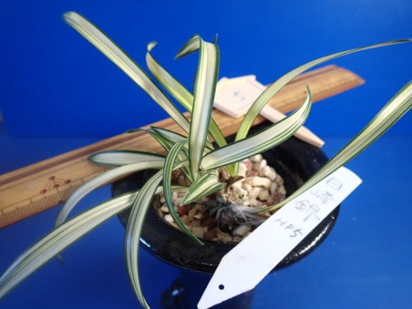 画像2: ＨＰ５　韓国春蘭　白峰錦（はくほうにしき）参考写真　「特売品」（１１月掲載） (2)