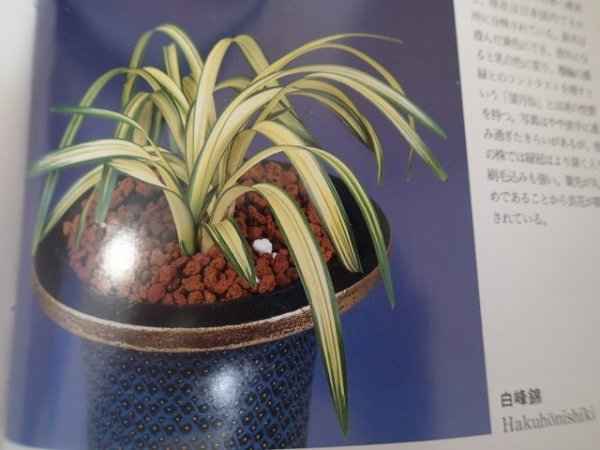 画像5: ＨＰ５　韓国春蘭　白峰錦（はくほうにしき）参考写真　「特売品」（１１月掲載） (5)