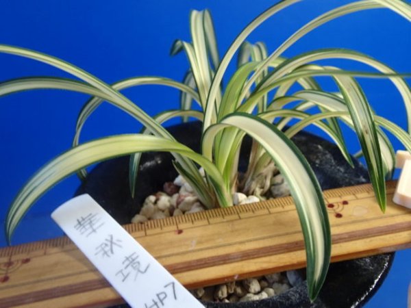 画像2: ＨＰ７　韓国春蘭　華秘境（はなひきょう）上木（１１月掲載） (2)