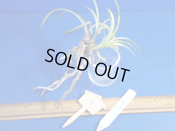 画像2: ＨＰ８　韓国春蘭　金剛宝（こんごうほう）古木キズあり（１１月掲載） (2)