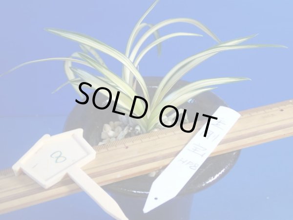 画像1: ＨＰ８　韓国春蘭　金剛宝（こんごうほう）古木キズあり（１１月掲載） (1)