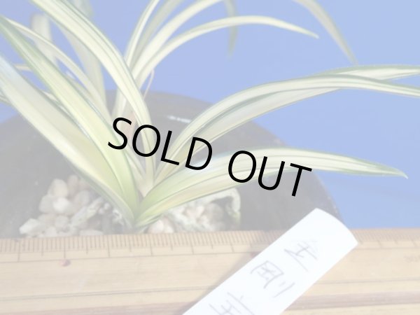 画像3: ＨＰ８　韓国春蘭　金剛宝（こんごうほう）古木キズあり（１１月掲載） (3)