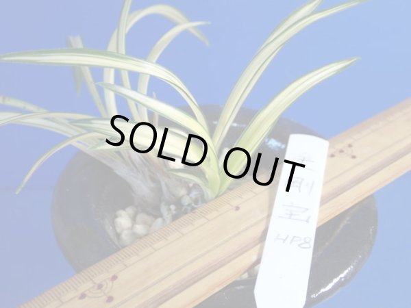 画像4: ＨＰ８　韓国春蘭　金剛宝（こんごうほう）古木キズあり（１１月掲載） (4)