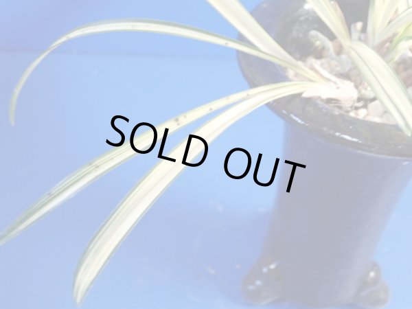 画像5: ＨＰ８　韓国春蘭　金剛宝（こんごうほう）古木キズあり（１１月掲載） (5)