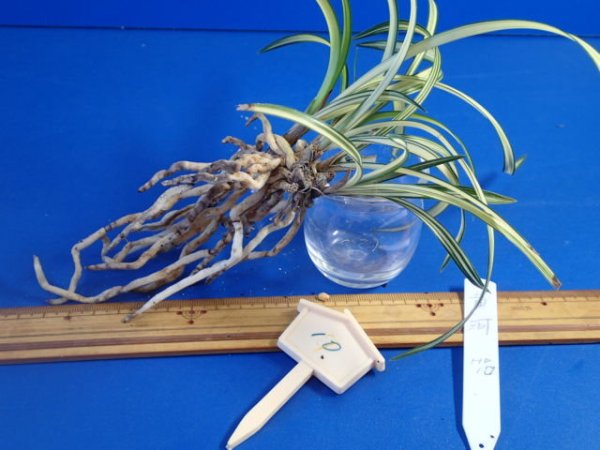 画像3: ＨＰ１０　日本春蘭　黄河（こうが）最上木「お勧め品」（１１月掲載） (3)