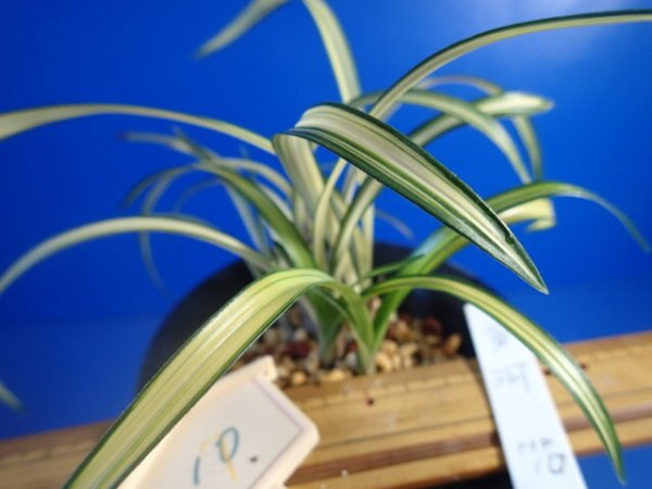 画像4: ＨＰ１０　日本春蘭　黄河（こうが）最上木「お勧め品」（１１月掲載） (4)