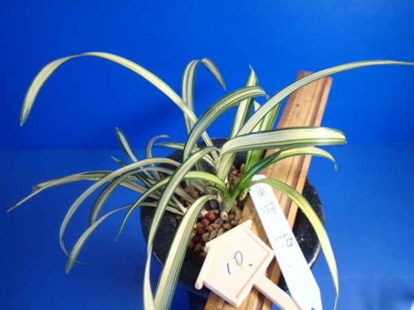 画像5: ＨＰ１０　日本春蘭　黄河（こうが）最上木「お勧め品」（１１月掲載） (5)