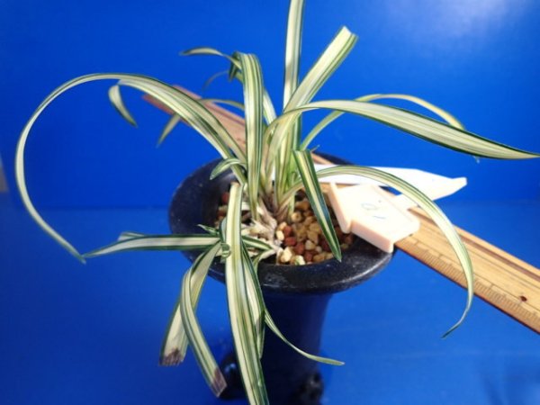 画像6: ＨＰ１０　日本春蘭　黄河（こうが）最上木「お勧め品」（１１月掲載） (6)