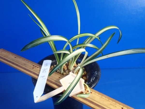 画像5: ＨＰ１１　韓国春蘭　故宮（こきゅう）濃緑縞斑品種（１１月掲載） (5)