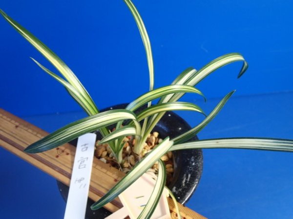画像3: ＨＰ１１　韓国春蘭　故宮（こきゅう）濃緑縞斑品種（１１月掲載） (3)