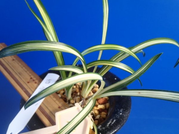 画像2: ＨＰ１１　韓国春蘭　故宮（こきゅう）濃緑縞斑品種（１１月掲載） (2)