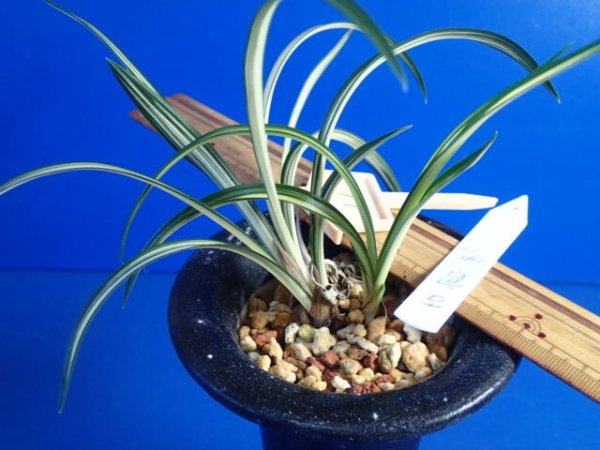 画像1: ＨＰ１１　韓国春蘭　故宮（こきゅう）濃緑縞斑品種（１１月掲載） (1)