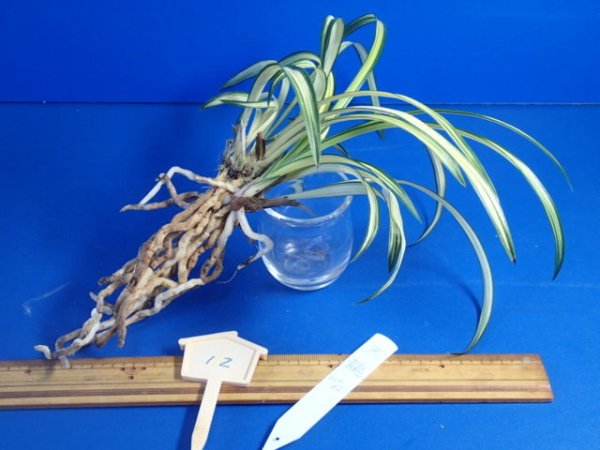 画像6: ＨＰ１２　韓国春蘭　天龍（てんりゅう）上木（１１月掲載） (6)