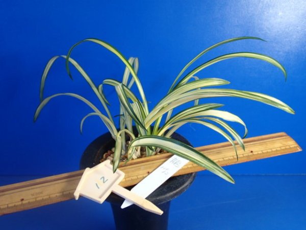 画像1: ＨＰ１２　韓国春蘭　天龍（てんりゅう）上木（１１月掲載） (1)