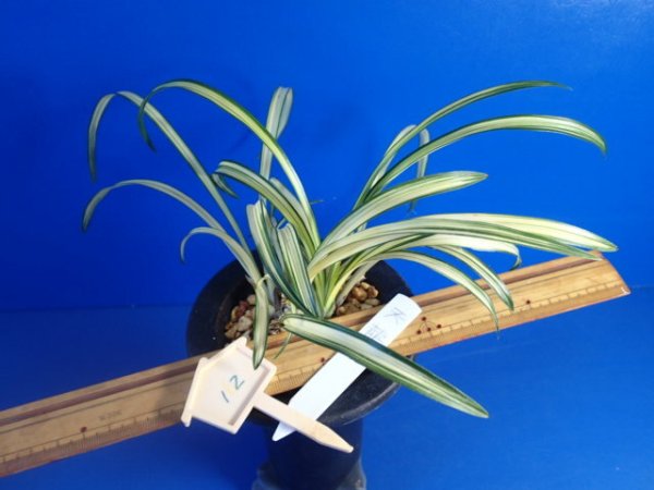 画像5: ＨＰ１２　韓国春蘭　天龍（てんりゅう）上木（１１月掲載） (5)