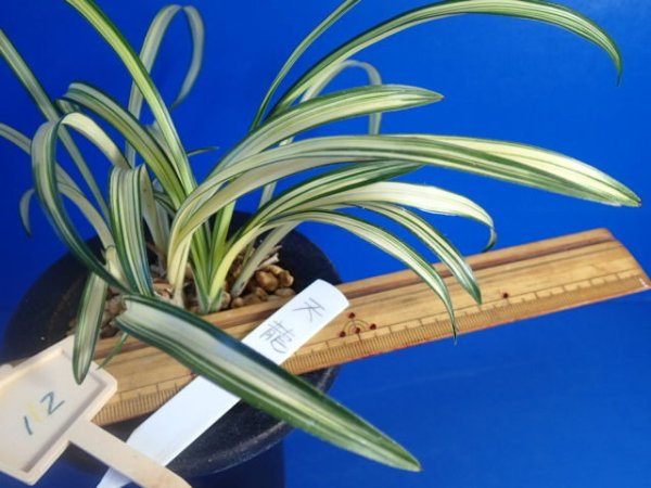 画像4: ＨＰ１２　韓国春蘭　天龍（てんりゅう）上木（１１月掲載） (4)