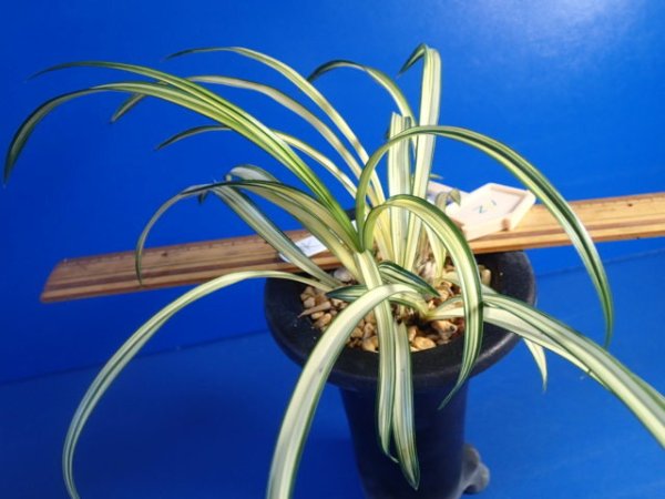 画像2: ＨＰ１２　韓国春蘭　天龍（てんりゅう）上木（１１月掲載） (2)