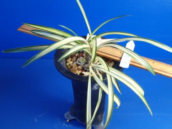 画像6: ＨＰ１３　韓国春蘭　仮名　白緑（はくりょく）上木（１１月掲載） (6)