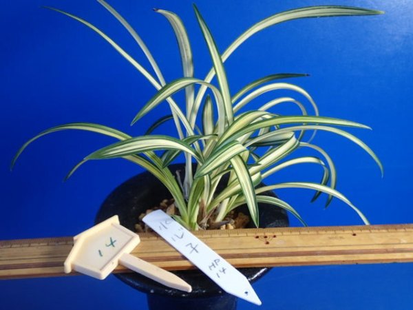 画像1: ＨＰ１４　韓国春蘭　水心子（すいしんし）最上木（１１月掲載） (1)