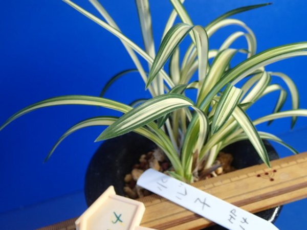 画像2: ＨＰ１４　韓国春蘭　水心子（すいしんし）最上木（１１月掲載） (2)