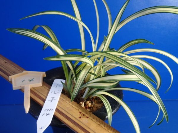 画像3: ＨＰ１４　韓国春蘭　水心子（すいしんし）最上木（１１月掲載） (3)