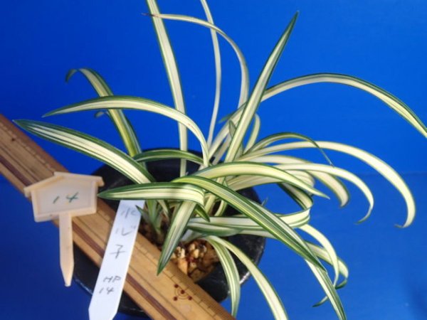 画像4: ＨＰ１４　韓国春蘭　水心子（すいしんし）最上木（１１月掲載） (4)