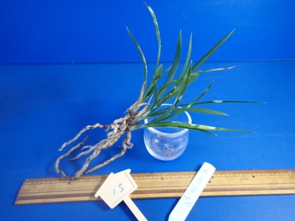 画像2: ＨＰ１５　日本春蘭　天星宝（てんせいほう） 虎斑　芸が出やすい（１１月掲載） (2)