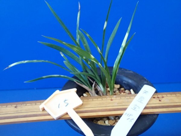 画像3: ＨＰ１５　日本春蘭　天星宝（てんせいほう） 虎斑　芸が出やすい（１１月掲載） (3)