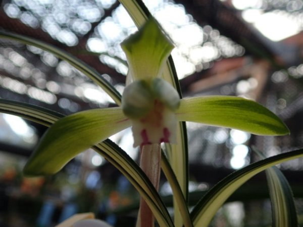 画像1: ＨＰ１３　韓国春蘭　仮名　白緑（はくりょく）上木（１１月掲載） (1)