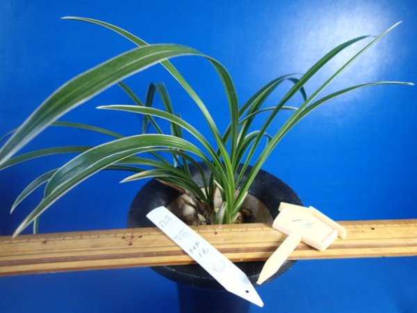 画像5: ＨＰ１６　韓国春蘭　照姫（てるひめ）覆輪葉にピンク含む覆輪花 　蕾１（１１月掲載） (5)