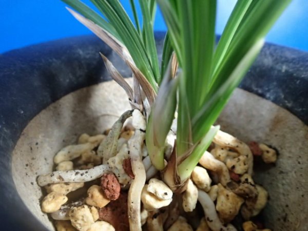 画像2: ＨＰ１６　韓国春蘭　照姫（てるひめ）覆輪葉にピンク含む覆輪花 　蕾１（１１月掲載） (2)