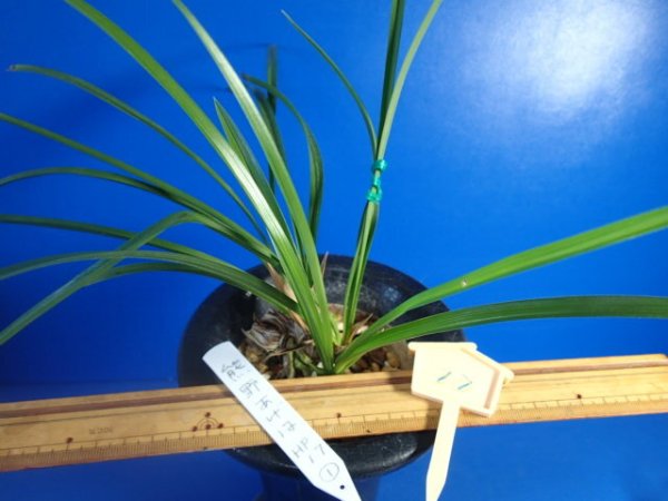 画像3: ＨＰ１７　日本春蘭　熊野あげは（くまのあげは）変わり花 　蕾１（１１月掲載） (3)