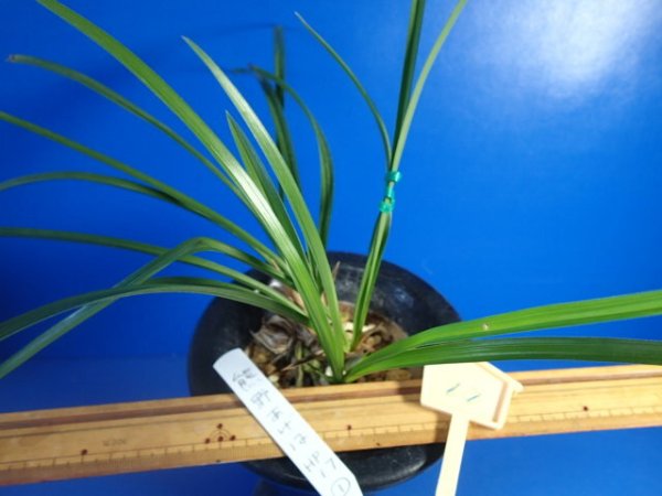 画像4: ＨＰ１７　日本春蘭　熊野あげは（くまのあげは）変わり花 　蕾１（１１月掲載） (4)